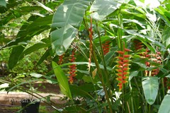 Heliconia rostrata